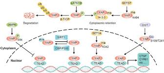 Rastgele dünyanın, çevrimiçi sohbet odası, görüntülü yayınlar ve anonim görüntülü canlı sohbet odaları. Yap In Pancreatic Cancer Oncogenic Role And Therapeutic Strategy