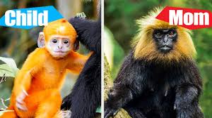 10 Animal Babies That Do Not Look Like Their Parents - Youtube