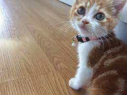 Kitten Saved From New Zealand Freeway Finds A New Home The Dodo Cat Facts Kitten Rescue Cat Quotes Funny
