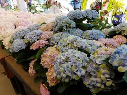 Several hundred flowering plants and trees display their attractive hues at each stage.welcome to ashikaga flower park bus tour tailored to the blooming seasons. Sekai Ichi Japan Travel Blog Ashikaga Flower Park