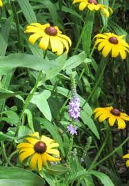 Check spelling or type a new query. Native Plants In Claremont Ontario Native Wild Flower Tree Vine Shrub Ornamental Grass Sales