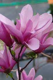 Buy Jane Magnolia Tulip Tree For Sale Online From Wilson Bros Gardens Jane Magnolia Dogwood Trees Fragrant Flowers