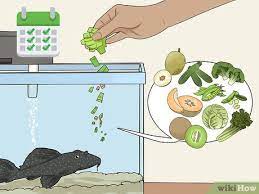 Give the onion a rough chop. 3 Ways To Feed A Pleco Wikihow