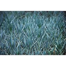 Image result for tbn:HNtrRnQBmFuaxM::www.bluechopsticks.com/img_large/800CC_0805S1015.jpg