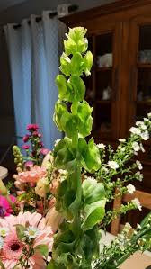 Image result for Moluccella
