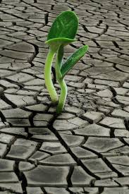 Seedling From Dry Soil Seedling Growing Trough Dry Soil Cracks Ad Soil Dry Seedling Cracks Tro Seedlings Flowers Nature Bloom Where Youre Planted