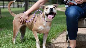 Please be aware that if you are missing your cat, you may need to check these remote adoption facilities in case your pet is housed off site. Adopt A Pet Gulf Coast Humane Society Riverside California Eminetra