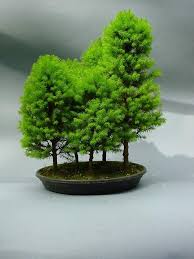Bonsai Galerie Bonsai Bonsai Baum Mini Garten