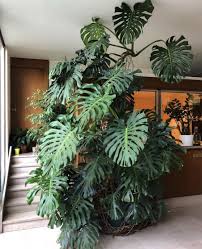 Monstera Monday Best Indoor Plants Plants Plant Decor