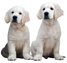 Verdinal Golden Retriever Zaragoza