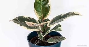 Wear gloves and use a sharp pair of pruning scissors. Ficus Tineke Care Growing Tineke Ficus Plants