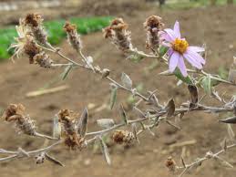 Image result for Athrixia phylicoides