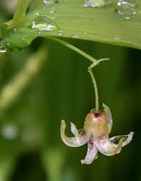 Image result for Jasminum streptopus