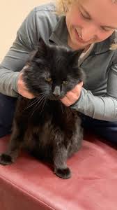 Penny's Animal Chiropractic