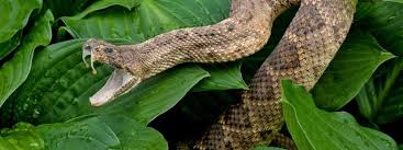 Image result for Snake Bite