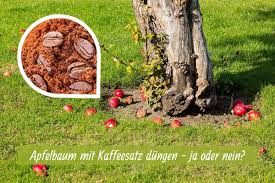 Richtig düngen und wässern die erste frage ist auch gleich: Apfelbaum Dungen Mit Kaffeesatz Eine Gute Idee Gartendialog De