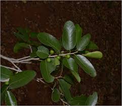 Image result for Drypetes gerrardii