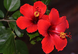We loved loved loved the bunga raya in every way. Taifa Saya On Twitter Saya Suka Bunga Kebangsaan Saya Bunga Raya Bunga Kebangsaan Malaysia Adalah Cerita Yang Jarang Diberitahu Bungaraya Bungakebangsaan Bunga Hibiscus Https T Co D15eli8mdq