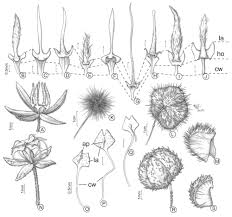 Image result for Malvaceae: Byttnerioideae, Helicteroideae