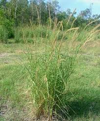 Image result for Setaria longiseta