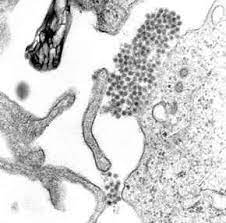 Dengue infections caused by the four antigenically distinct dengue virus serotypes (denv1, denv2, denv3, denv4) of the family flaviviridae are the most the global burden of dengue has increased at least fourfold over the last three decades and there are now 2.5 billion people at risk of the disease. Dengue Virus Wikipedia