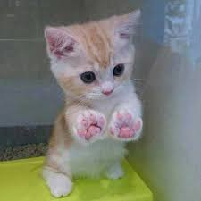 Humans aren't the only ones who love the change of weather every winter. A Very Cute Cat Steemit