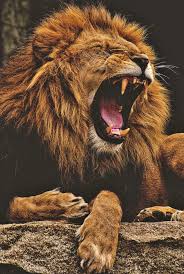 Wild Animal Wallpapers 1080p 2k 4k 5k Hd Wallpapers Free Download Wallpaper Flare Download, share or upload your own one! wild animal wallpapers 1080p 2k 4k
