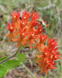 Image result for Asclepias graminifolia