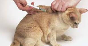 اسعار تطعيم القطط في الرياضيات