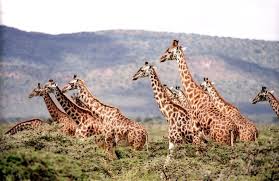 Finally, in south africa, we uncover the secret of the serval that thrives amongst the futuristic landscape of africa's biggest industrial complex. A Clowder Of Cats 30 Fancy Names For Animal Groups