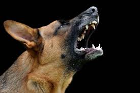 A puppy's teeth are very sharp, and dogs often don't know how hard they're biting. Why Is My Dog Aggressive At Night