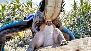 Dragon XXX Porn Videos - XXXBP