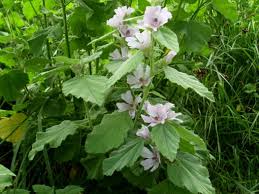 Marsh mallow, (althaea officinalis), perennial herbaceous plant of the hibiscus, or mallow, family it has also become established in north america. Backyard Patch Herbal Blog Herb Of The Week Marshmallow Or Marsh Mallow