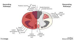 Brown Sequard Syndrome Neurology Medbullets Step 1