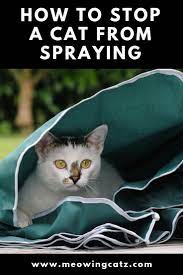How To Stop A Cat From Spraying Male Cat Spraying Cat Spray Smell Cats Smelling