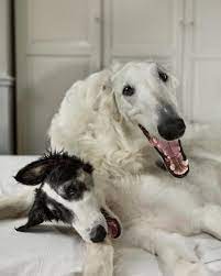 Borzoi Daily Borzoi Puppy Borzoi Puppies