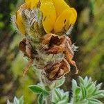 Image result for Argyrolobium fischeri