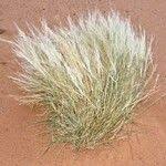 Image result for Eragrostis racemosa