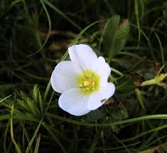 Image result for Ludwigia adscendens