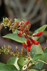 Image result for Erythrina fusca