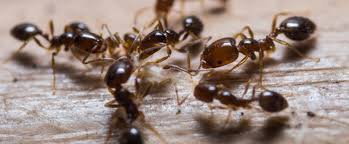 You're in the right place! How To Kill And Prevent Fire Ants In Your Yard
