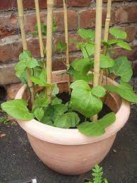Bottle gourd can be grown in ground in your garden or in pot. Growing Vegetables In Pots Grow Your Own Runner Beans Planting Runner Beans Growing Green Beans Growing Runner Beans