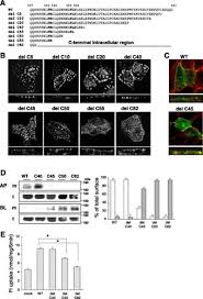 Iic.edu.my is tracked by us since july, 2013. An Apical Expression Signal Of The Renal Type Iic Na Dependent Phosphate Cotransporter In Renal Epithelial Cells American Journal Of Physiology Renal Physiology