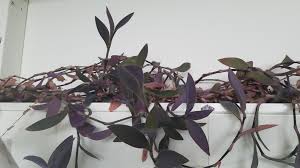 We did not find results for: Houseplant With Long Trailing Vines An Purple Leaves Kinda Fuzzy Whatsthisplant