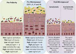 Menstruation Science And Society Sciencedirect