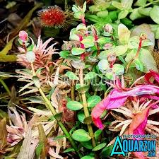 Image result for Rotala fontinalis
