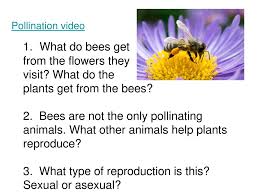 Bees, birds, butterflies, bats, pollination, reproduction, plants, flowers. Science 9 Unit 1 The Continuity Of Life Depends On Cells Being Derived From Cells Ppt Download