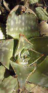 Image result for Aloe plowesii