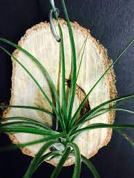 空氣草tillandsia stricta 盆栽易打理園藝air plant 有機種植空氣鳳梨多國花連架無土植物home gardening ag010 傢俬 家居 gardening plants 喺carousell