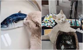 We did not find results for: Lucu Habis Anak Kucing Tertipu Dengan Lukisan Ikan 3d Tuannya Yang Nampak Real Buzzkini